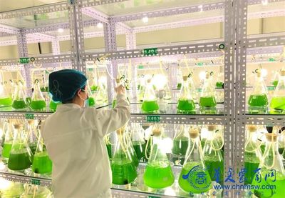 阿爾格生命科學(xué)公司捐贈1360萬元微藻土壤修復(fù)液，以細(xì)胞技術(shù)賦能鄉(xiāng)村振興